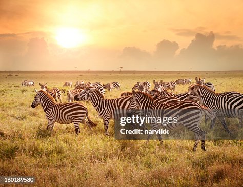 Zebras in the morning Zebras in the morning