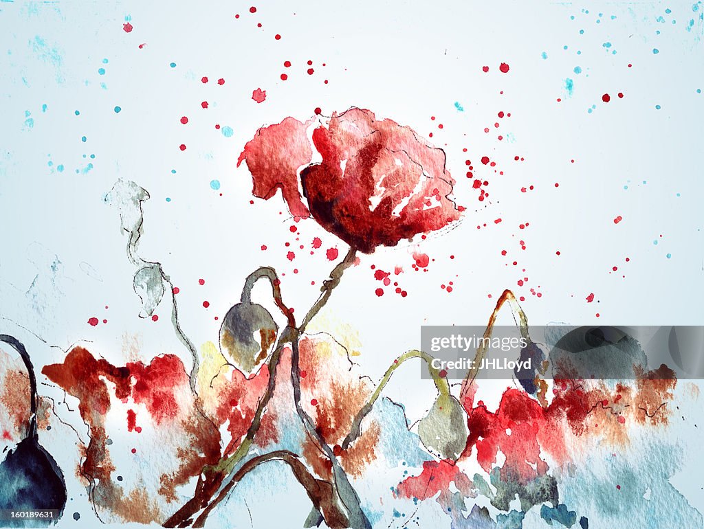 End of summer poppies