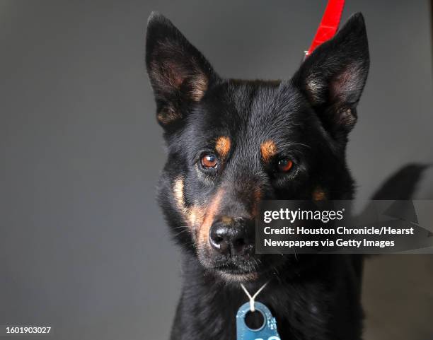 Axel is a X-year-old, male, German Shepherd/Chow mix and is ready to be adopted from Harris County Animal Shelter. Photographed Tuesday, March 26 in...