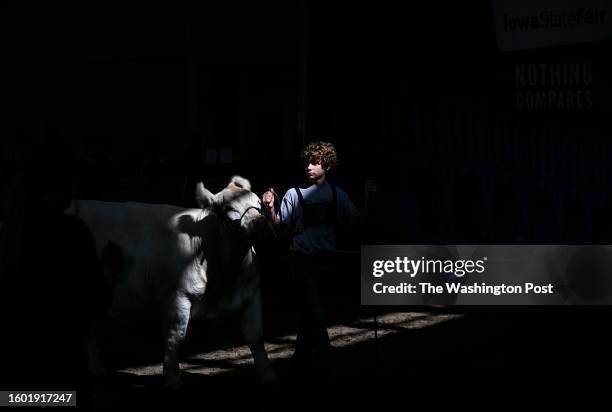 Young contestant guides his Charolais cow during the 4-H Beef Cattle Show: Breeding, at the Iowa State Fair on August 15, 2023 in Des Moines, Ia.