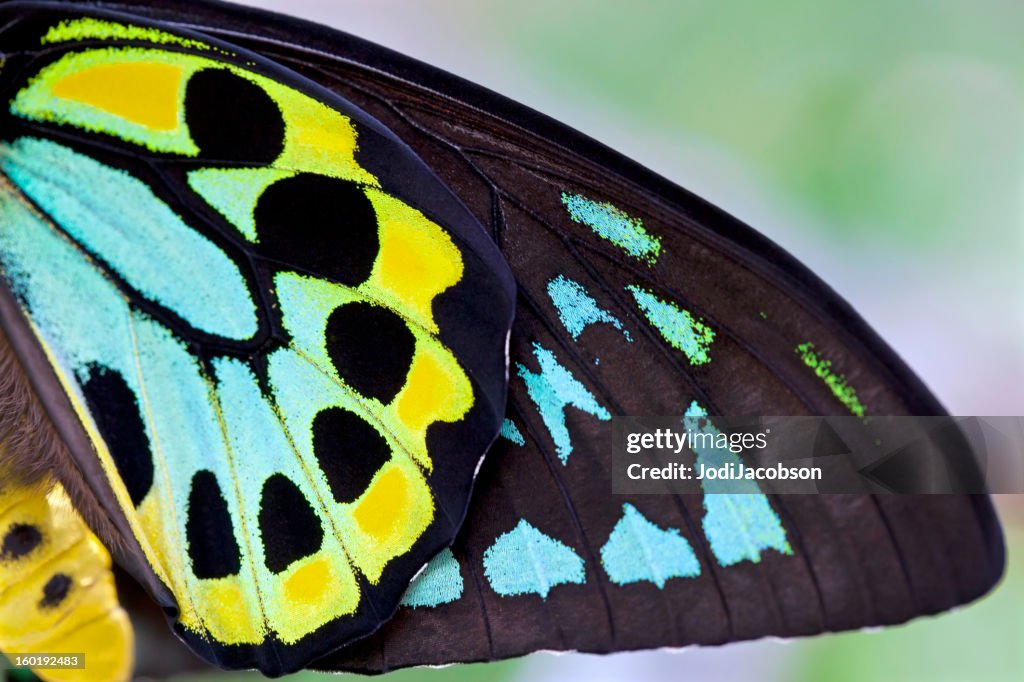 Colorful Male Birdwing butterfly background (Ornithoptera priamus)