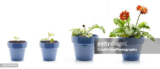 gerbera wachsenden - pot plants stock-fotos und bilder
