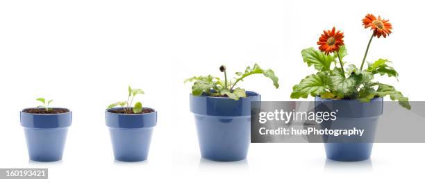 gerbera daisy growing - plant pot stockfoto's en -beelden