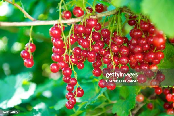 red currants - rode bes stockfoto's en -beelden