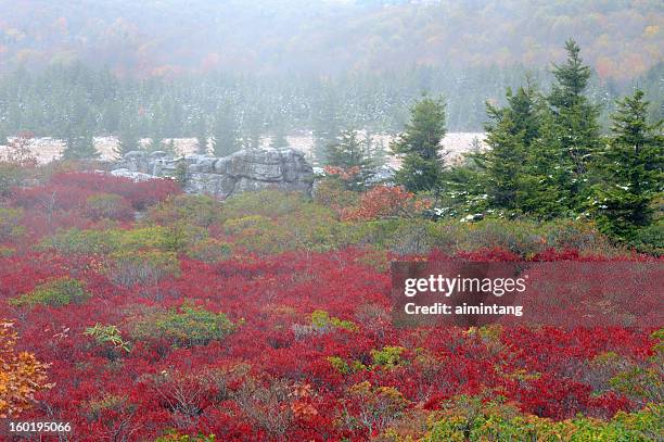 dolly sods wilderness in autumn - huckleberry stock pictures, royalty-free photos & images