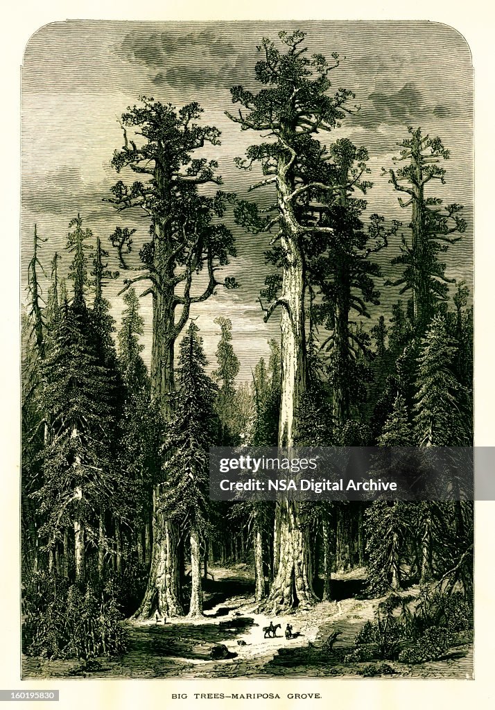 Mariposa Grove, California