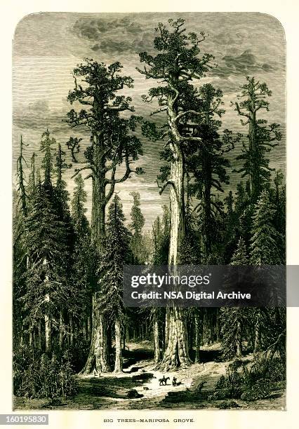 mariposa grove, california - national landmark stock illustrations