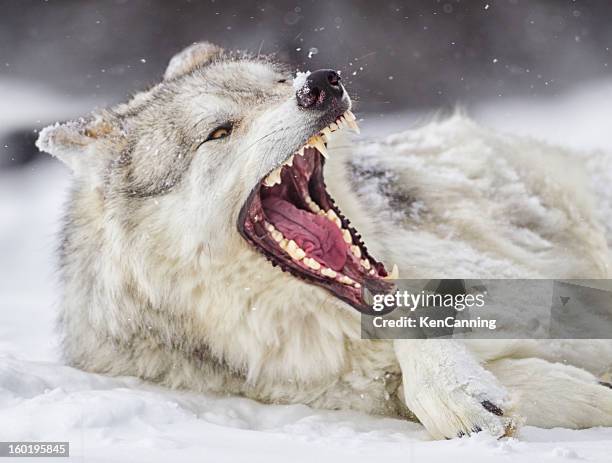 grey wolf in winter - animal teeth stock pictures, royalty-free photos & images