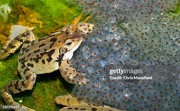 frogs and frogspawn - frogspawn stock pictures, royalty-free photos & images