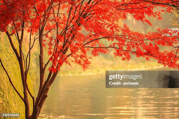 accero rosso oltre al fiume - accero rosso foto e immagini stock