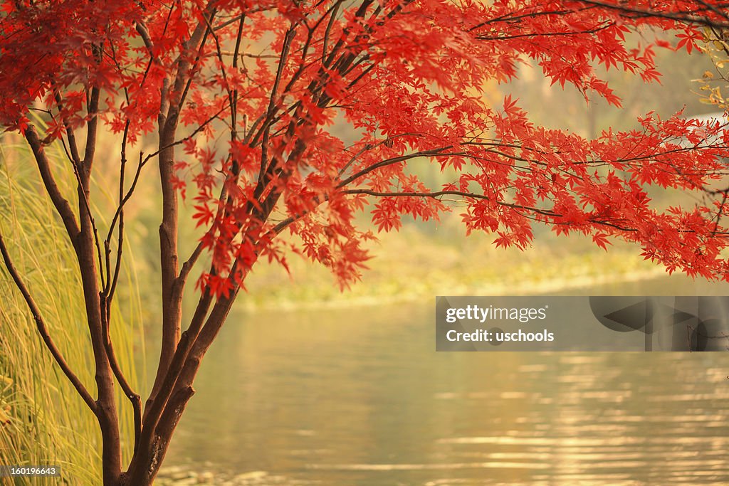 Red Maple besides river