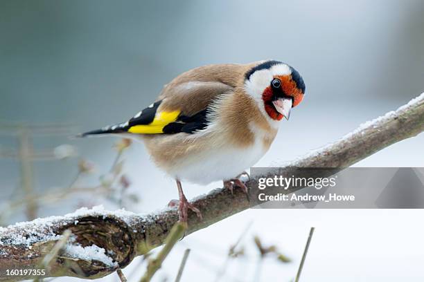 goldfinch (carduelis-carduelis) - carduelis carduelis stock pictures, royalty-free photos & images