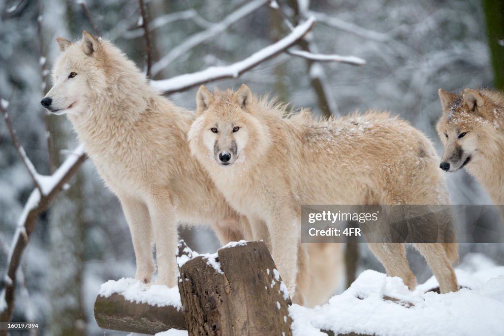 Arctic Wolves Pack in Wildlife, Winter Forest