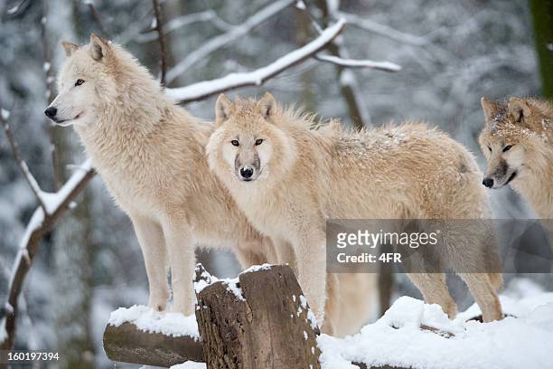 arctic wolves pack in wildlife, winter forest - arctic wolf stock pictures, royalty-free photos & images
