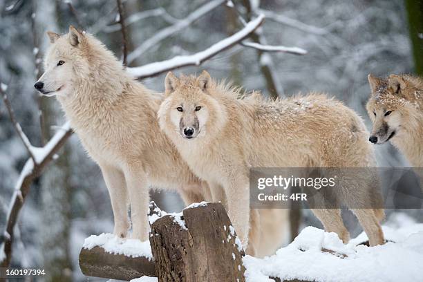 arctic wolves pack in wildlife, winter forest - hairy bum 個照片及圖片檔