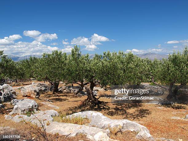 dalmatian olivenhain - olivenhain stock-fotos und bilder
