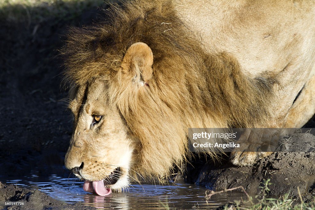 Männliche Löwe trinken, Masai Mara-Park, Kenia