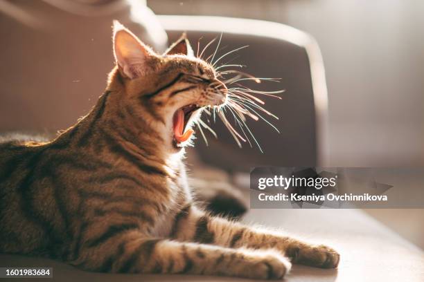 the cat yawns - meowing bildbanksfoton och bilder