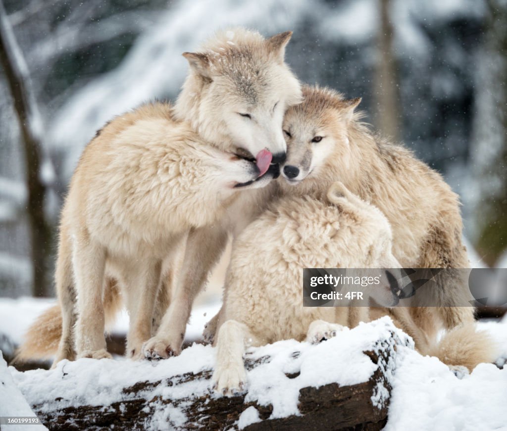 Arctic Wolves Pack de la vie sauvage de la forêt d'hiver