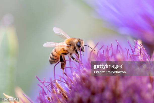 bee close-up on a flower - honey bee flower stock pictures, royalty-free photos & images