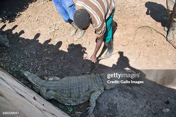 Crocodile is back in captivity on January 25 in Pontdrif, South Africa. After recent floods in Limpopo, 15 000 crocodiles have escaped from Rakwena...