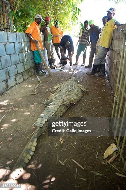 Crocodile is back in captivity on January 25 in Pontdrif, South Africa. After recent floods in Limpopo, 15 000 crocodiles have escaped from Rakwena...