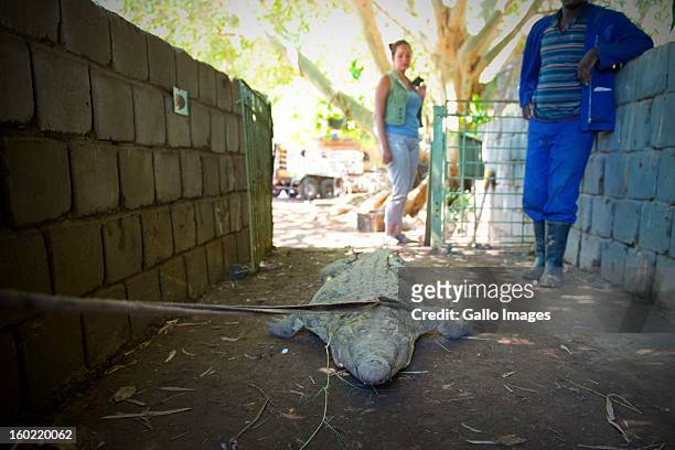 Crocodile is back in captivity on January 25 in Pontdrif, South Africa. After recent floods in Limpopo, 15 000 crocodiles have escaped from Rakwena...