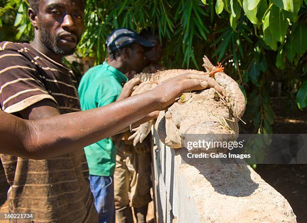 Crocodile is returned to captivity on January 25 in Pontdrif, South Africa. After recent floods in Limpopo, some 15 000 crocodiles escaped from...