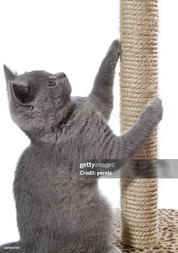 Kitten sharpen claws