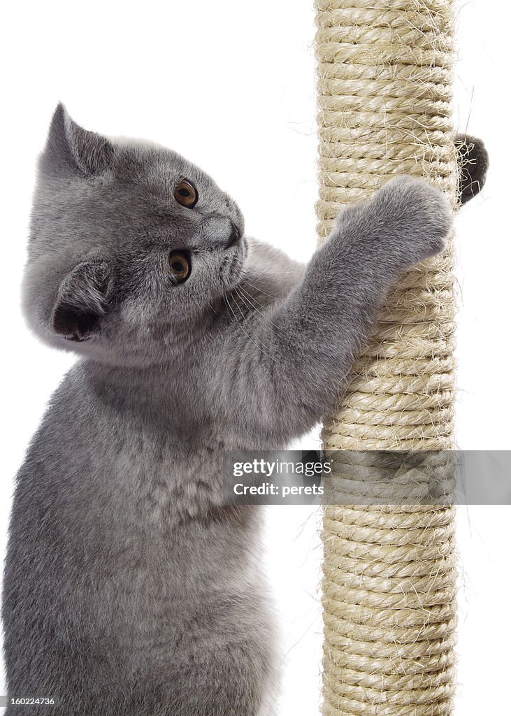 Kitten on the scratching post