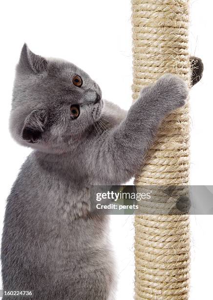 kitten on the scratching post - scratching post isolated stock pictures, royalty-free photos & images