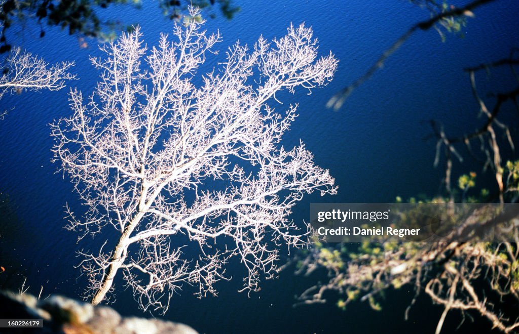 White Tree