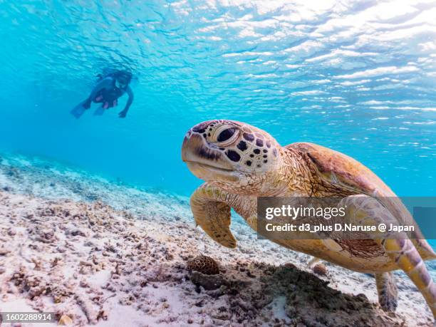 beautiful coral big green sea turtle with diver, ama beach, zamami island, - green turtle stock pictures, royalty-free photos & images