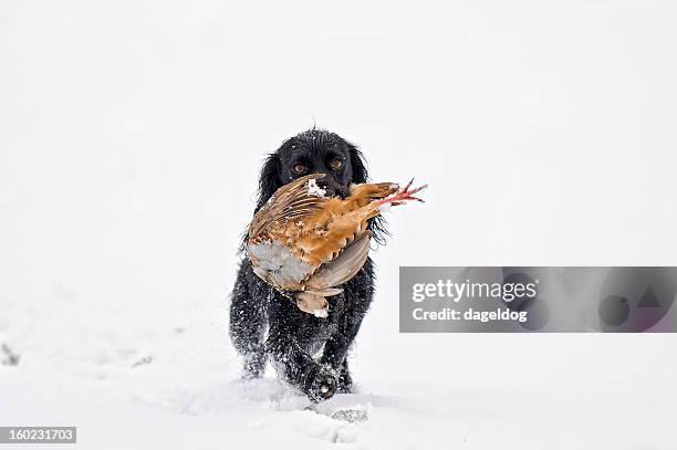 sporting life - pheasant snow stock pictures, royalty-free photos & images