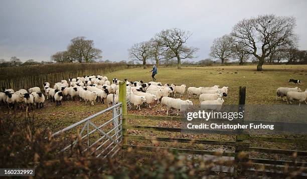 Farmer rounds up his sheep in a field near to the planned location of the new HS2 high speed rail link as it passes by the village of Hoo Green on...
