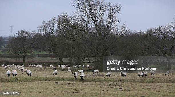 Sheep graze in a field near to the planned location of the new HS2 high speed rail link as it passes by the village of Hoo Green on January 28, 2013...