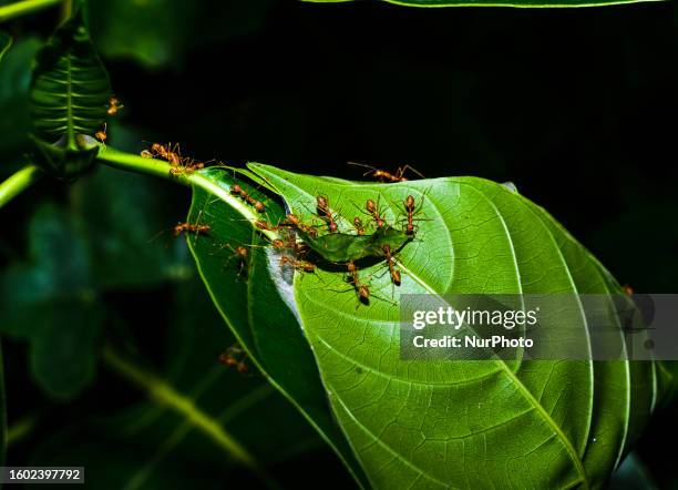 Oecophylla smaragdina is a species of arboreal ant found in tropical Asia and Australia. Weaver ants live in trees and are known for their unique...