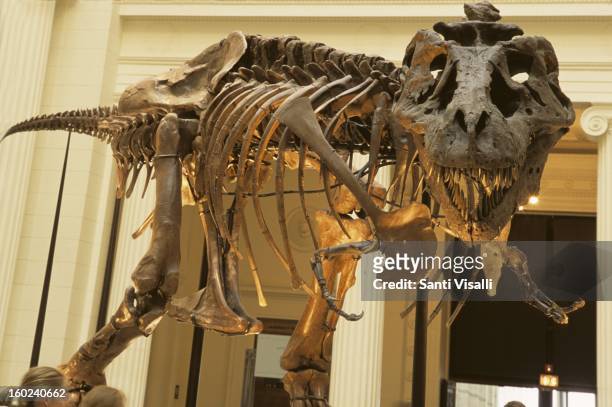 Tyrannosaurus rex named Sue at the Field Museum of Natural History in Chicago in 2003