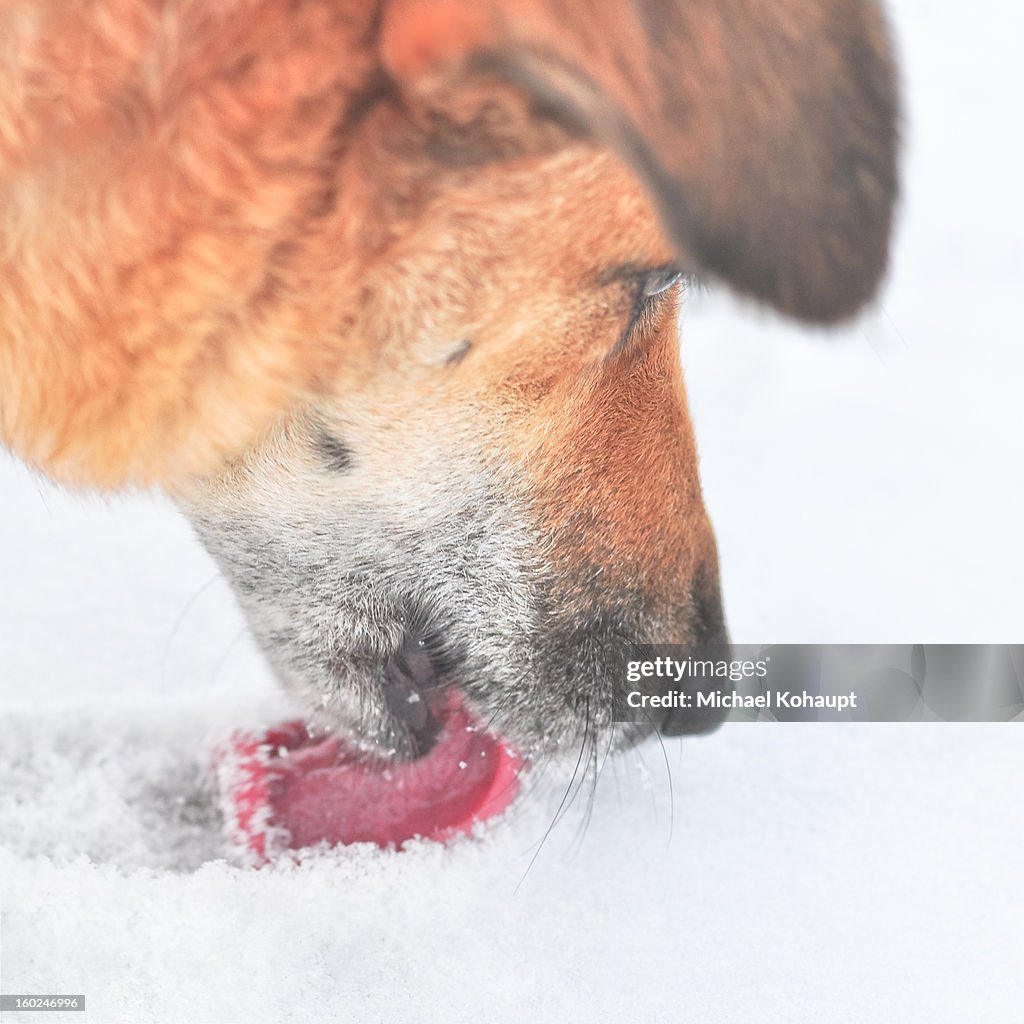 Snow licking dog