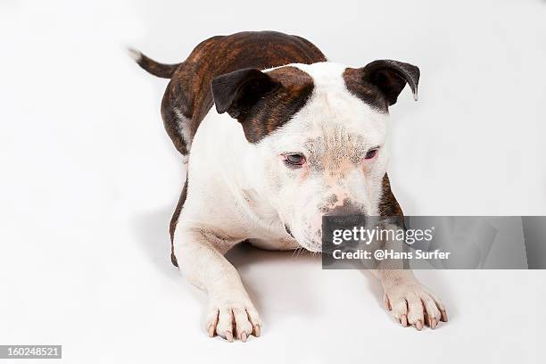 english stafford showing respect! - stafford terrier stock pictures, royalty-free photos & images