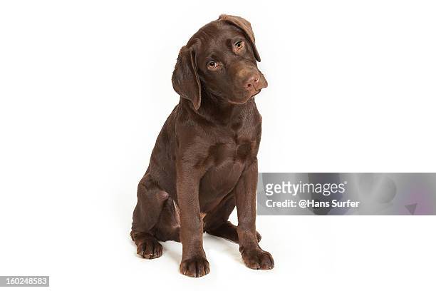 chocolate labrador puppy! - chocolate labrador fotografías e imágenes de stock