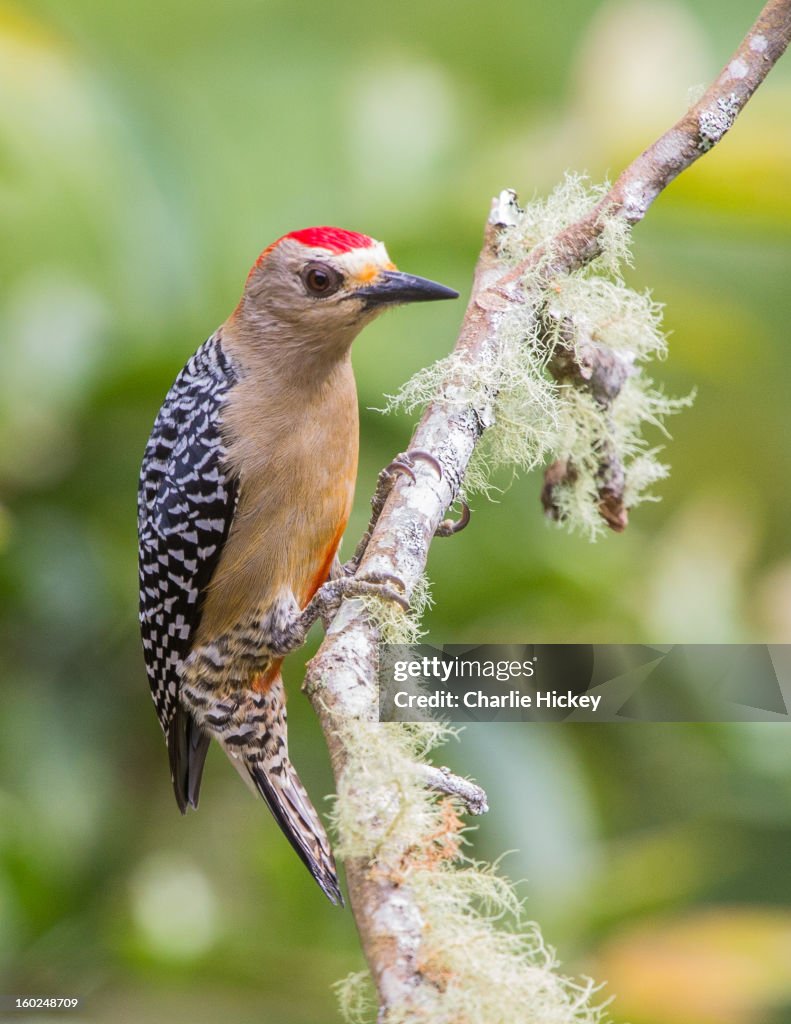 Melanerpes rubricapillus