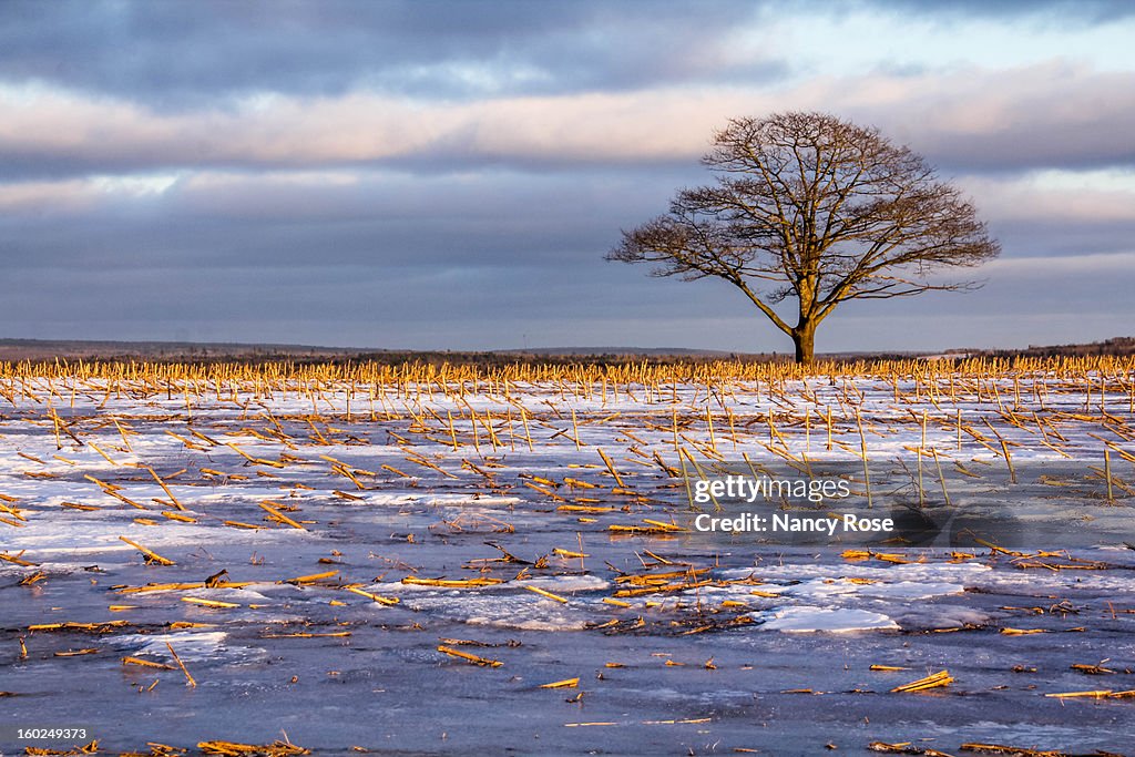Lone tree in icy field