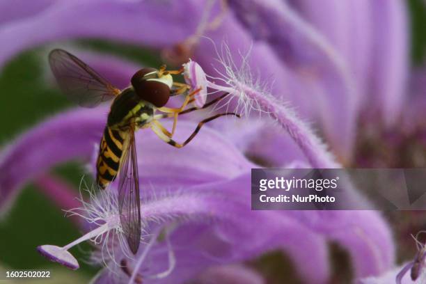 Hoverfly on a flower in Markham, Ontario, Canada, on August 01, 2023.