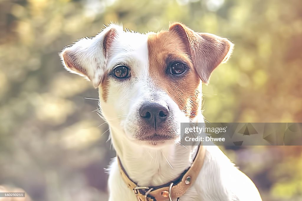 Portrait of a Jack Russell dog