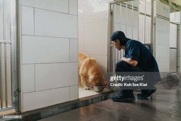 asian dog trainer and caretaker does his daily routine of feeding the dogs - animal rescue stock pictures, royalty-free photos & images