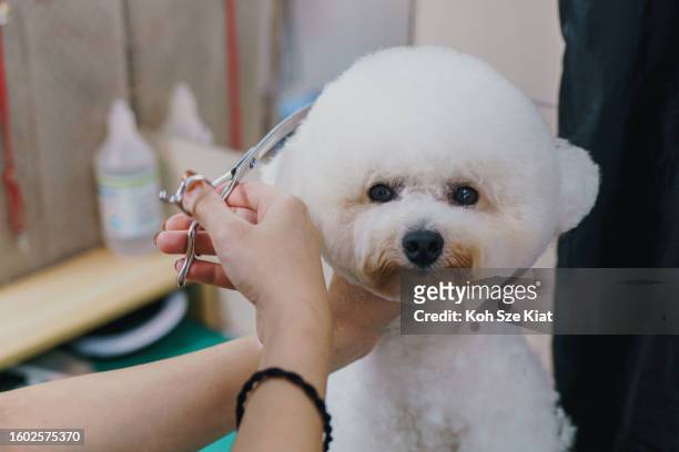 un barboncino che riceve tenero taglio amorevole della sua pelliccia - standard poodle foto e immagini stock