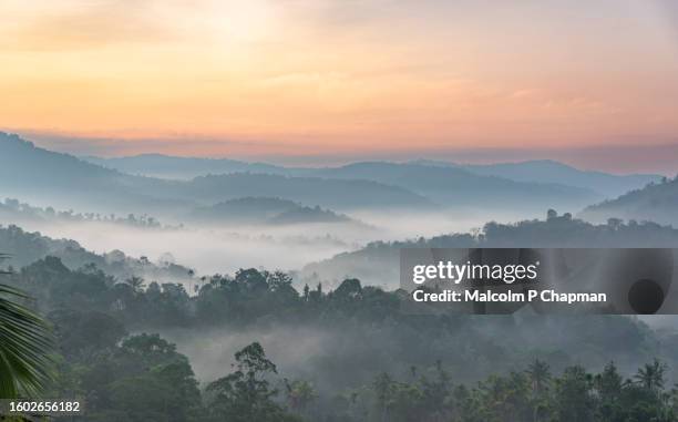 misty hills at sunrise near munnar, kerala, india - munnar stockfoto's en -beelden