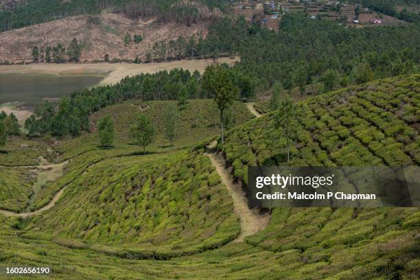 munnar - tea estate and plantations with beautiful scenery, kerala, india - munnar stock-fotos und bilder