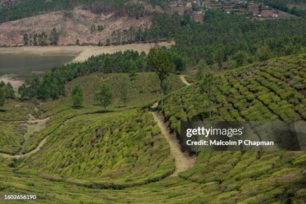 munnar - tea estate and plantations with beautiful scenery, kerala, india - munnar photos et images de collection
